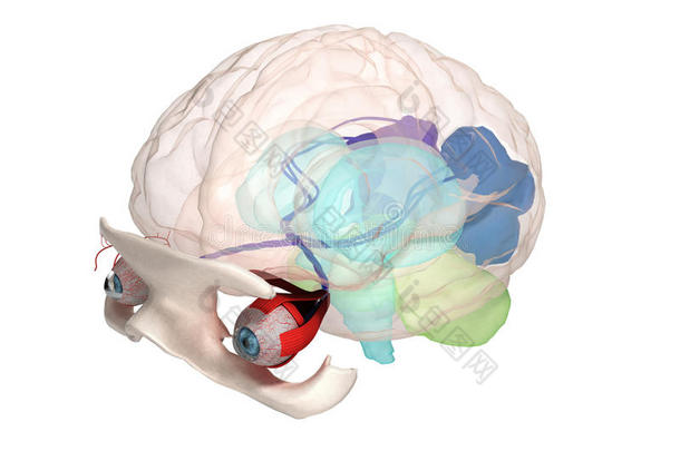 眼睛解剖和结构，肌肉，神经和血管