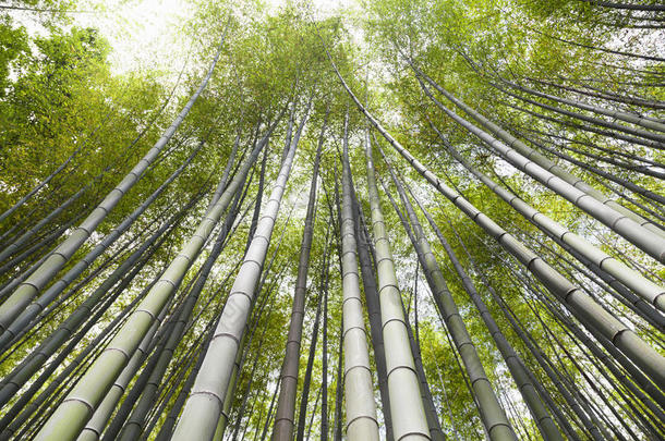 竹林，竹林在荒山，京都，日本