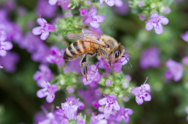 原料药蜜蜂彩色的保护环境