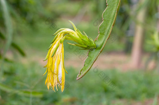 花园里树上的<strong>火龙果</strong>或<strong>火龙果</strong>