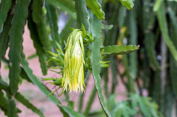 花园里树上的<strong>火龙果</strong>或<strong>火龙果</strong>