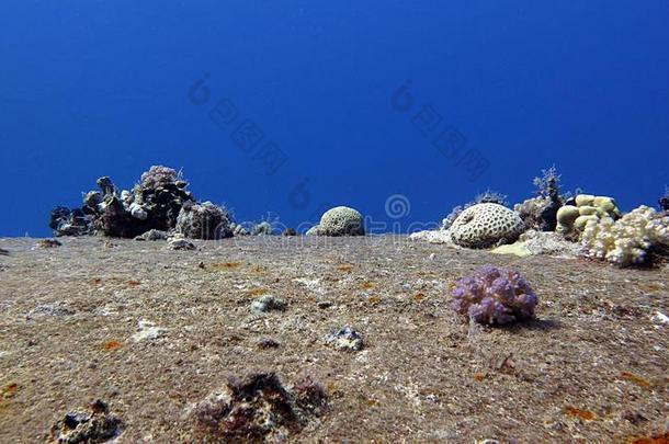 2016年弓脑珊瑚潜水