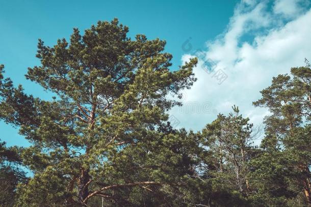 最绿的松树和蓝天。 自然背景，外面。 季节春天，夏天，秋天。 概念生态学。