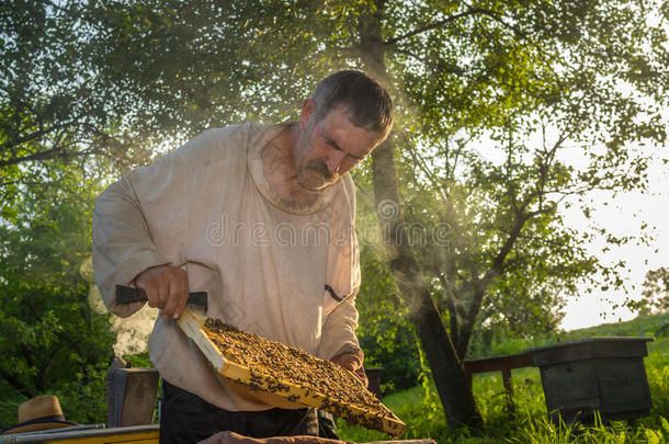 养蜂场养蜂蜜蜂蜂巢养蜂人