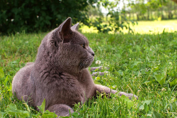 躺在草地上的<strong>猫</strong>