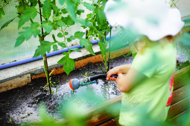 园艺和浇水植物