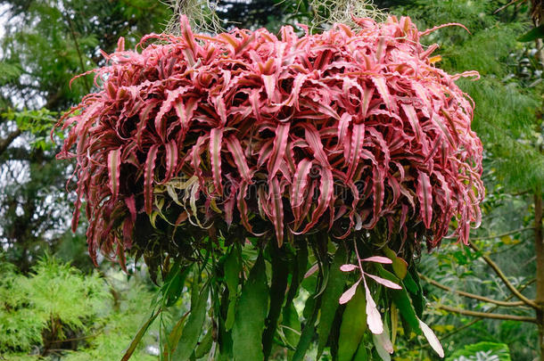 附生植物悬挂在新加坡植物园