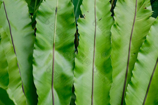 新加坡植物园的大蕨类植物叶子