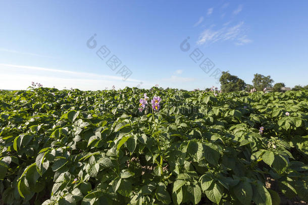 <strong>开花土豆</strong>，特写