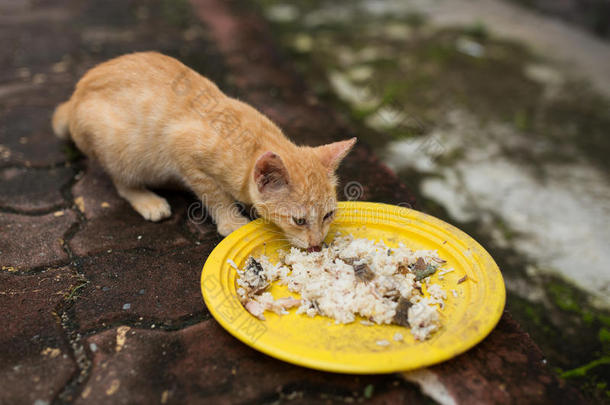 猫<strong>吃米饭</strong>