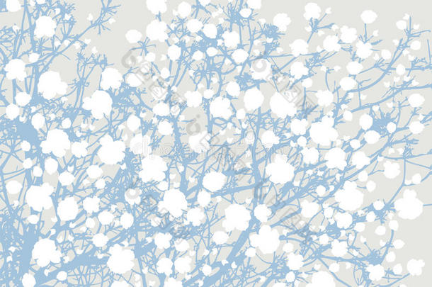 盛开的樱花树樱花<strong>浅灰色背景</strong>，白色花在蓝色树枝背景上