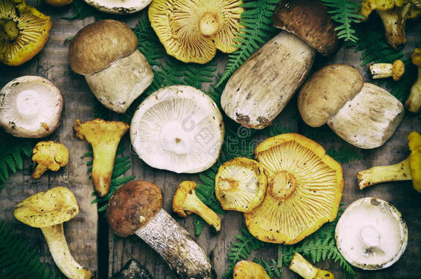 可食用的野生蘑菇，牛肝菌，红松子，木背景上的香菜。