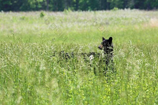 熊宝宝站在草地上