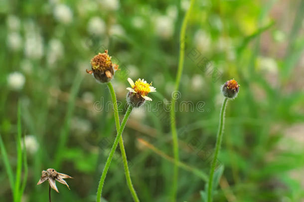 外套纽扣，墨西哥雏菊，Tridax雏菊，野生雏菊