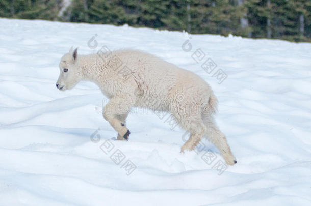 美国西北部奥林匹克国家公园飓风山雪场上的小山羊