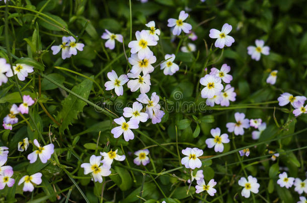 草地上白色小花的特写