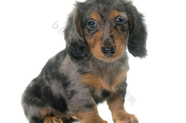 动物阿勒奎恩背景棕色的腊肠犬