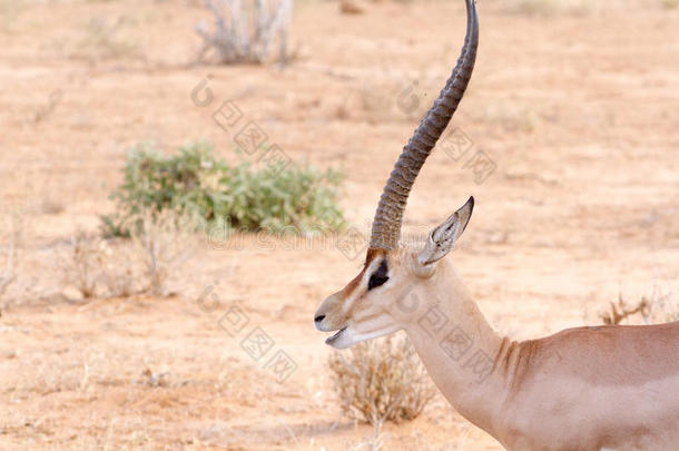 塞维卡普拉(Bohor Reedbuck)，中部非洲羚羊。
