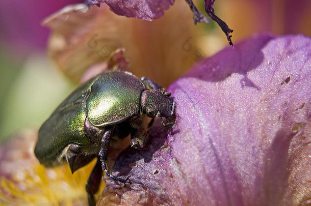 菊花甲虫在花上