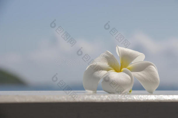 佛朗吉帕尼热带花，梅花新鲜在柔软的焦点