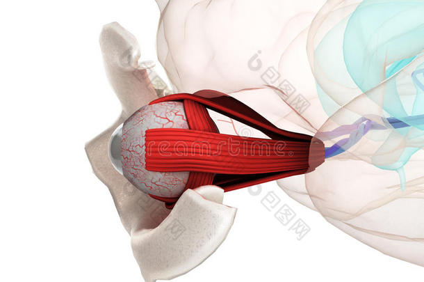 眼睛解剖和结构，肌肉，神经和血管