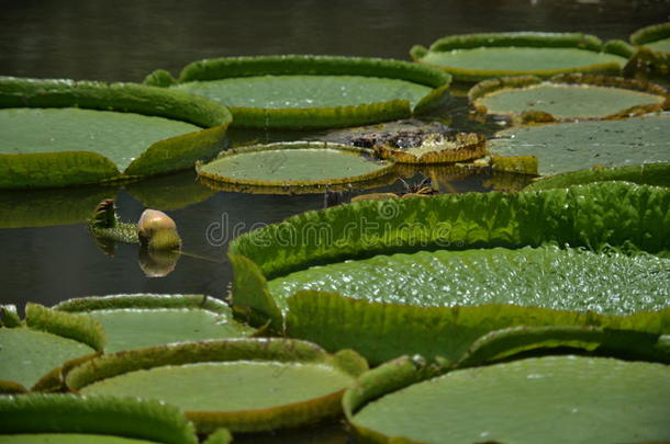 不同的莲花漂浮在湖面上