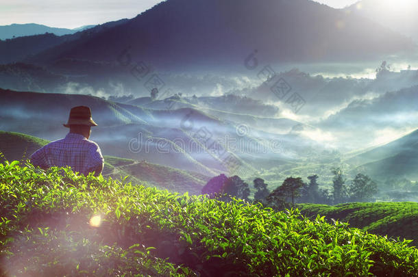 农民茶园马来西亚文化职业概念