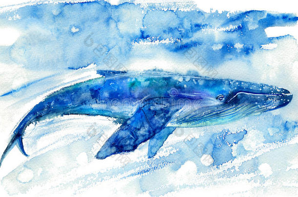大<strong>蓝鲸</strong>和水。