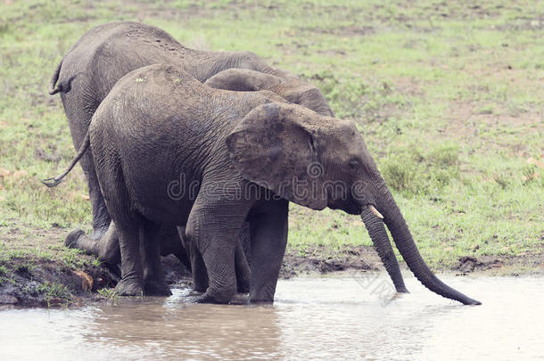 大象在水中散步，喝一杯，在热的d上<strong>降温</strong>
