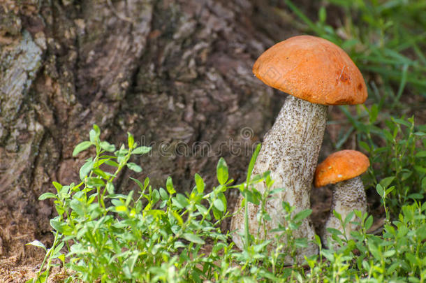 蘑菇橙帽牛肝菌
