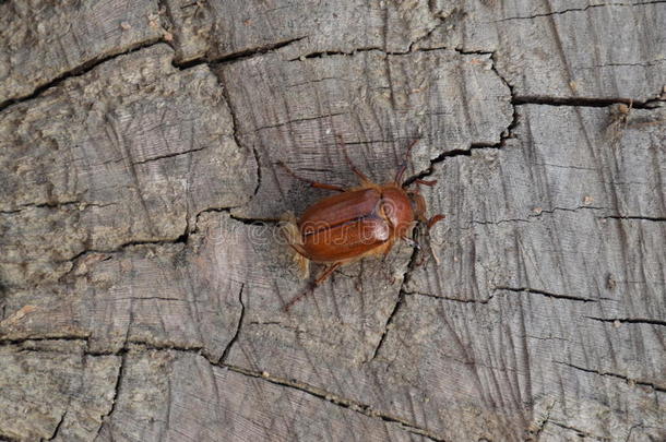 非洲的解剖动物触角甲虫