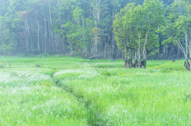 越南大叻市<strong>荷塘</strong>林湖附近的suoi tia地区