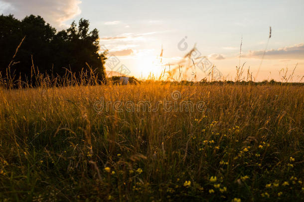 乡间田野在夕阳的光线下，夕阳的背光