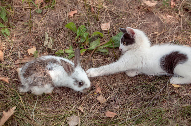 可爱的小兔子和小猫