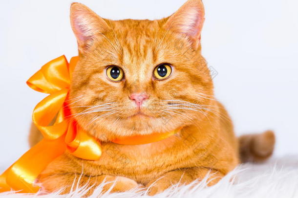 动物。 姜猫白隔离，橙色丝带！