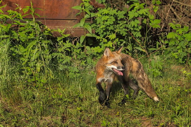 动物生物狐狸水平的哺乳动物