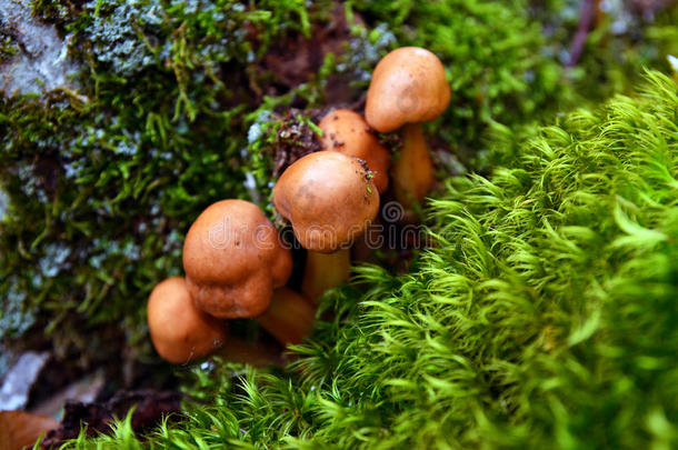 裸子植物梭菌蘑菇