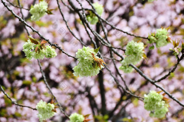 双花樱桃树在宁纳吉寺，日本京都。