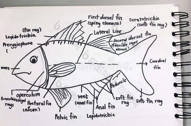 <strong>鱼素描</strong>的解剖