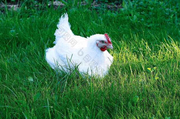 绿色草坪上的肉鸡