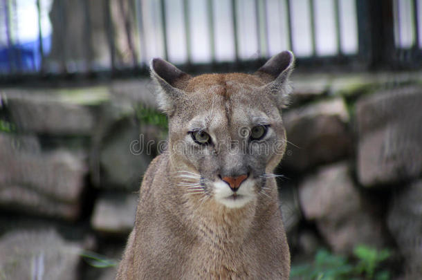 山猫;<strong>美洲豹</strong>;野猫;猫科动物;