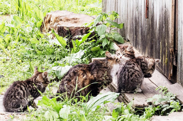 夏天的猫科动物