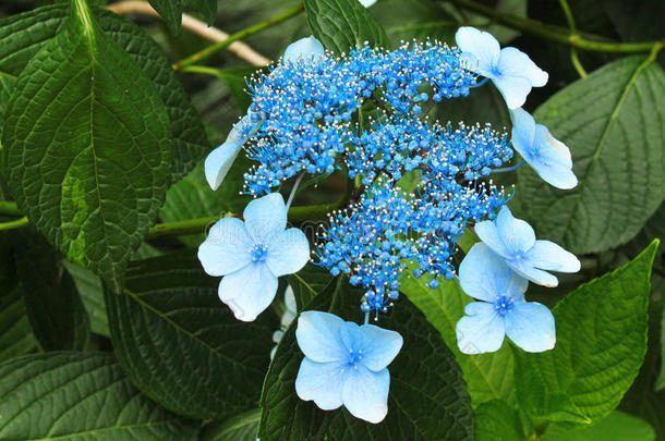 蓝色大叶绣球花（大叶绣球花）花