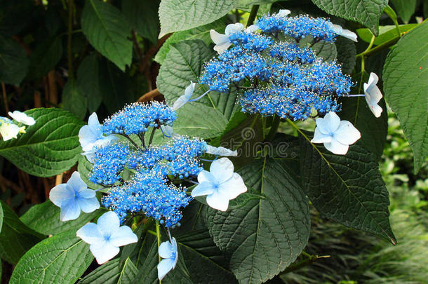 蓝色大叶绣球花（大叶绣球花）花