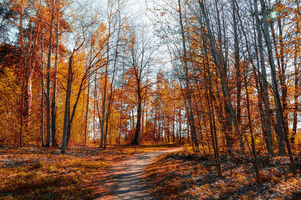 森林阳光明媚的秋天景观