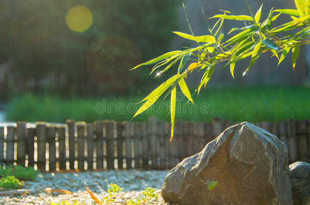 之后可供替代的亚洲的背景竹子