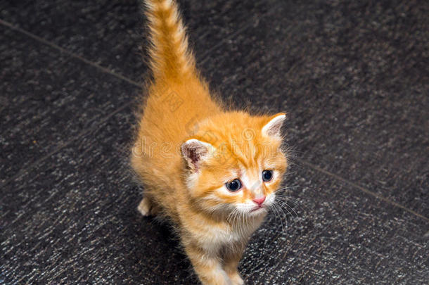 可爱的姜黄色小猫
