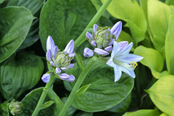 蓝色植物学的植物学颜色丰富多彩的