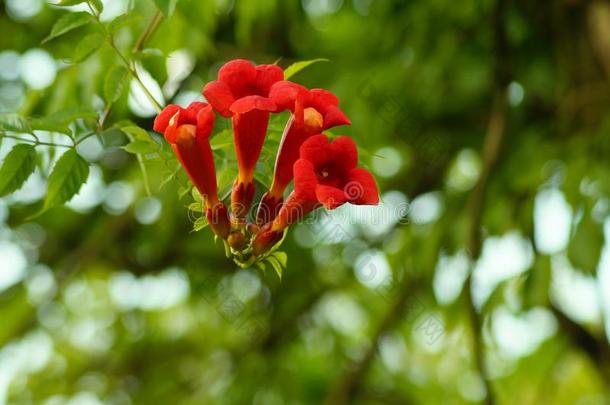 喇叭葡萄树或喇叭树的美丽的红花(CampsisRadicans)