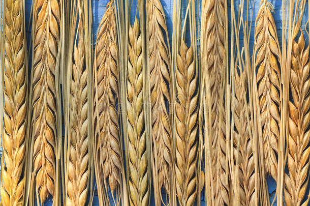 蓝桌上一排排成熟的黄穗小麦的背景